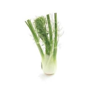 A whole fennel bulb with green stalks and feathery leaves, standing upright on a white background.