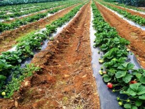 Strawberry Patch